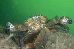 Velvet swimming crab. Menai straits. D3, 60mm. by Derek Haslam 